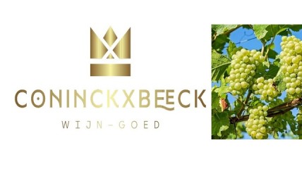 Geleid bezoek aan wijndomein Coninckxbeeck